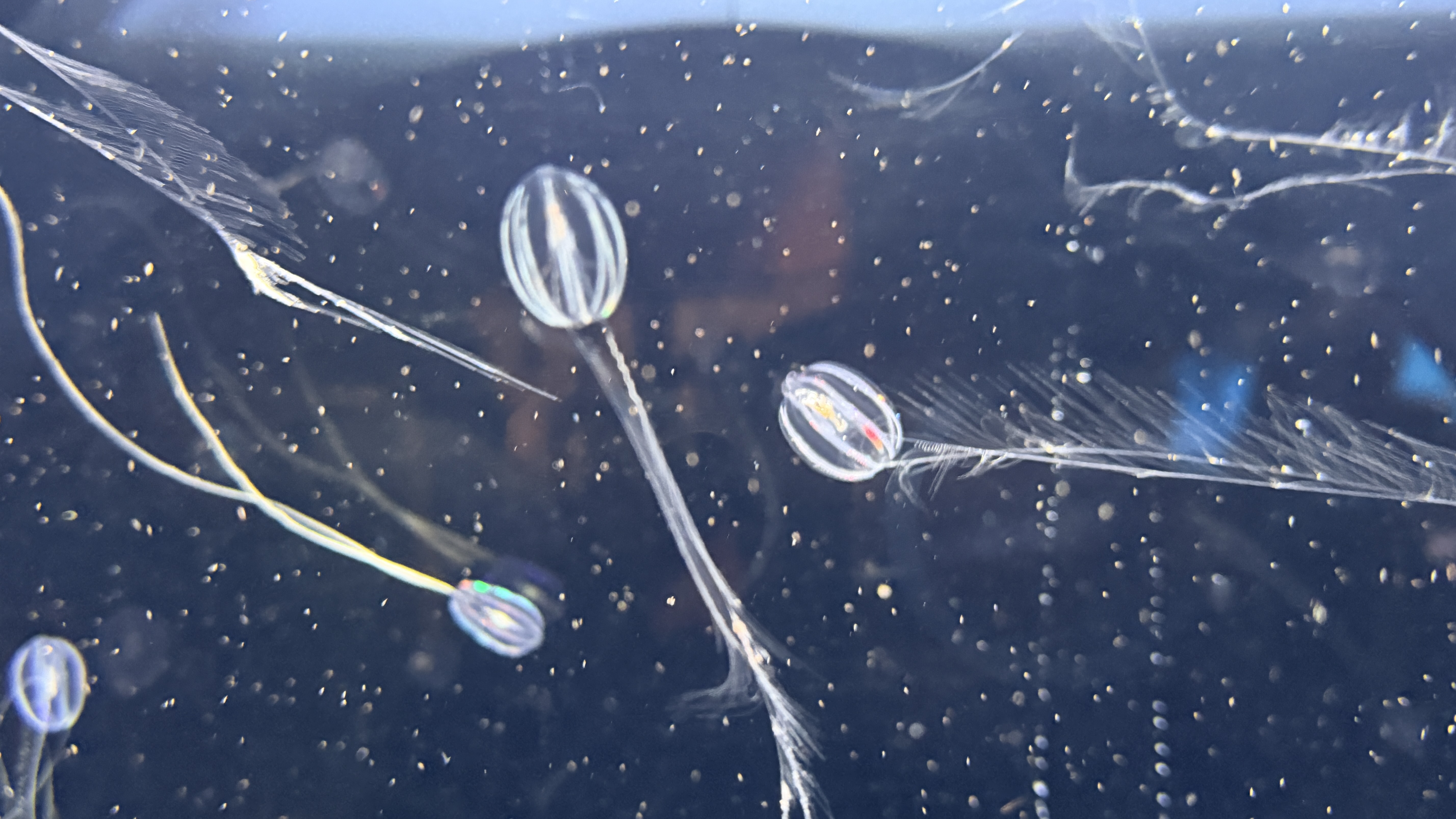 Jelly Fish