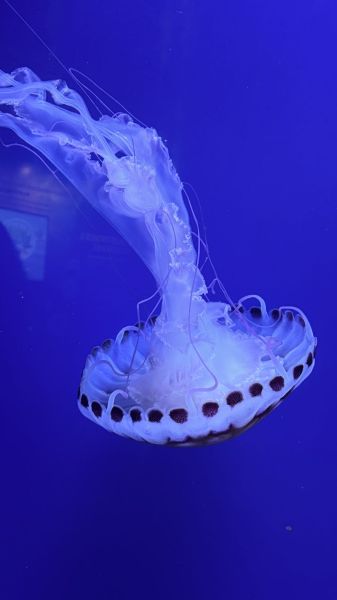 Jelly