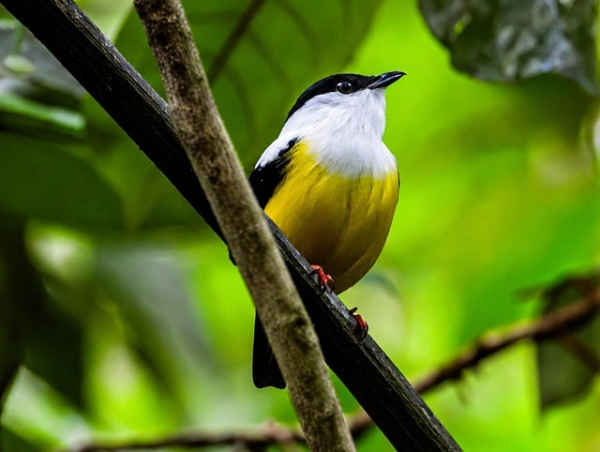 Bird